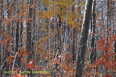 Barwy jesieni, autumn, colours #autumn #barwy #colours #drzewa #jesien #jesień #trees