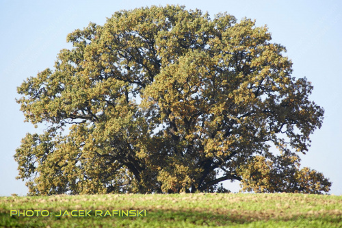 Barwy jesieni, autumn, colours #autumn #barwy #colours #drzewa #jesien #jesień #trees