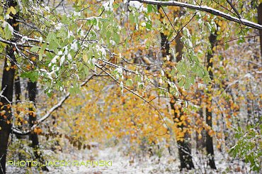 Barwy jesieni, autumn, colours #autumn #barwy #colours #drzewa #jesien #jesień #trees