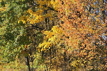 Barwy jesieni, autumn, colours #autumn #barwy #colours #drzewa #jesien #jesień #trees