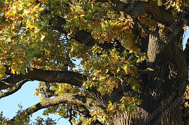 Barwy jesieni, autumn, colours #autumn #barwy #colours #drzewa #jesien #jesień #trees