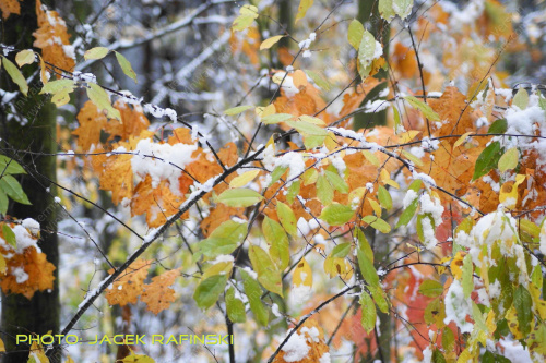 Barwy jesieni, autumn, colours #autumn #barwy #colours #drzewa #jesien #jesień #trees