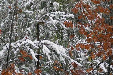 Barwy jesieni, autumn, colours #autumn #barwy #colours #drzewa #jesien #jesień #trees