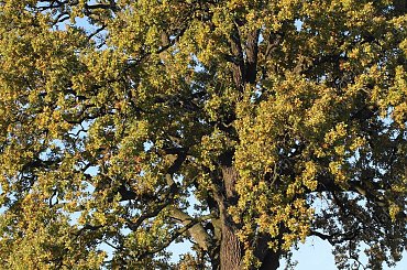 Barwy jesieni, autumn, colours #autumn #barwy #colours #drzewa #jesien #jesień #trees