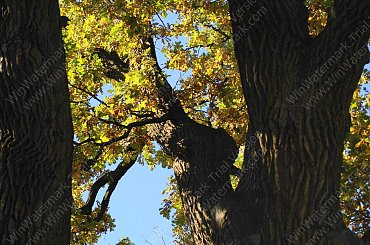 Barwy jesieni, autumn, colours #autumn #barwy #colours #drzewa #jesien #jesień #trees