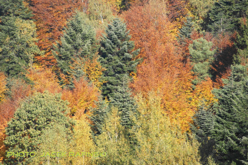 Barwy jesieni, autumn, colours #autumn #barwy #colours #drzewa #jesien #jesień #trees