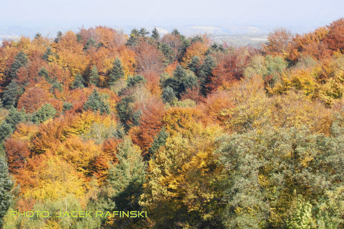 Barwy jesieni, autumn, colours #autumn #barwy #colours #drzewa #jesien #jesień #trees