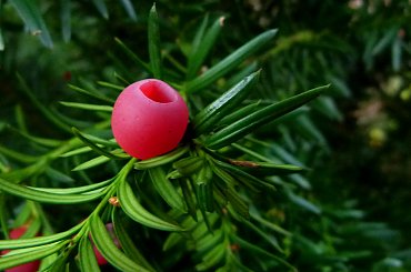 u mnie jeszcze troszkę śniegu leży, za oknem minus jeden, a kwiatkom zrobiłam zdjęcie dzień wcześniej zanim spadł ten nieszczęsny śnieg ... #jesień #owoce #cis #krzewy