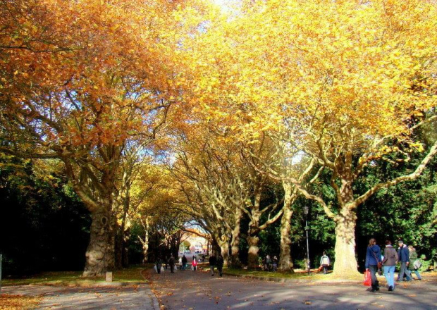 w niedziele na Cmentarzu Centralnym w Szczecinie ....