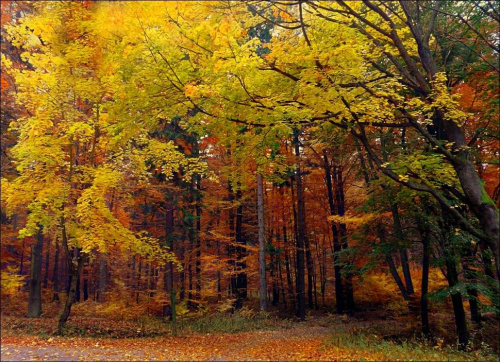 jesiennie #jesień #las