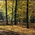 #panorama #park #jesień #liście