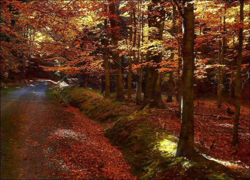 Karkonosze jesienią #jesień #las #góry