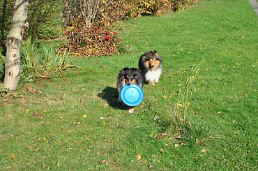 #OwczarekSzetlandzki #sheltie