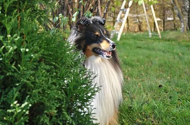 #OwczarekSzetlandzki #sheltie