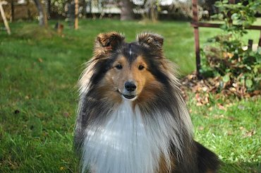 #OwczarekSzetlandzki #sheltie