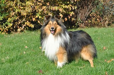 #OwczarekSzetlandzki #sheltie