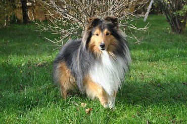 #OwczarekSzetlandzki #sheltie