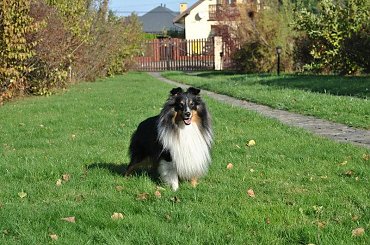 #OwczarekSzetlandzki #sheltie
