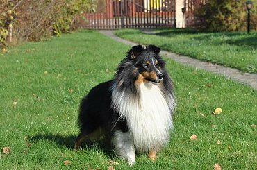 #OwczarekSzetlandzki #sheltie