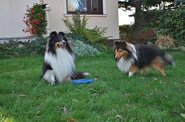 #OwczarekSzetlandzki #sheltie