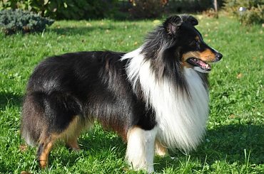 #OwczarekSzetlandzki #sheltie