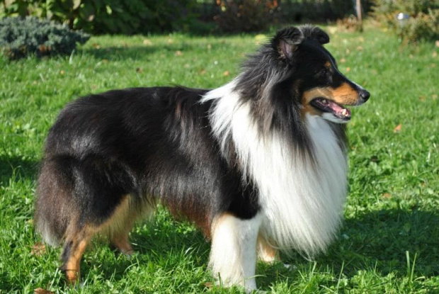 #OwczarekSzetlandzki #sheltie