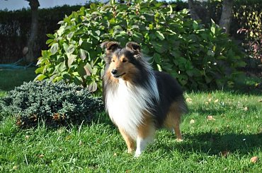 #OwczarekSzetlandzki #sheltie