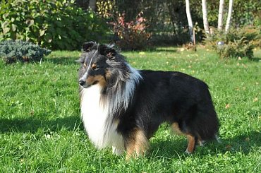 #OwczarekSzetlandzki #sheltie