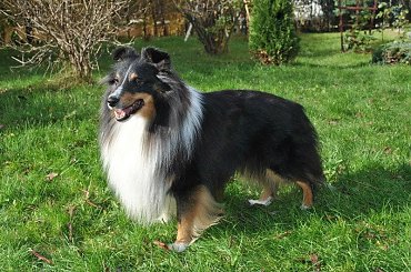 #OwczarekSzetlandzki #sheltie