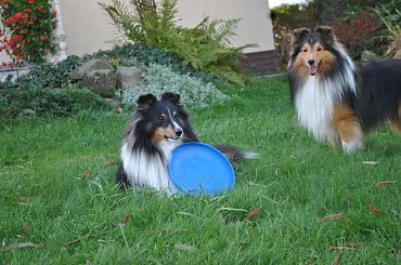#OwczarekSzetlandzki #sheltie