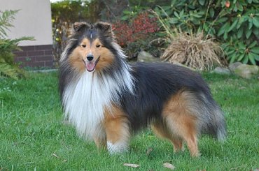 #OwczarekSzetlandzki #sheltie