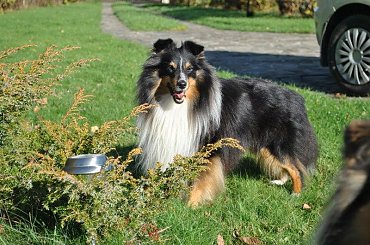#OwczarekSzetlandzki #sheltie