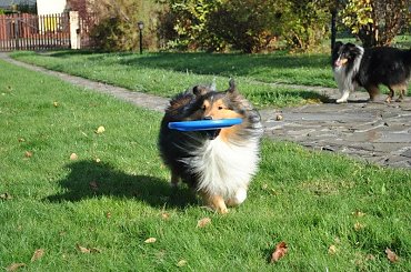 #OwczarekSzetlandzki #sheltie