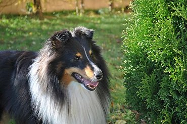 #OwczarekSzetlandzki #sheltie