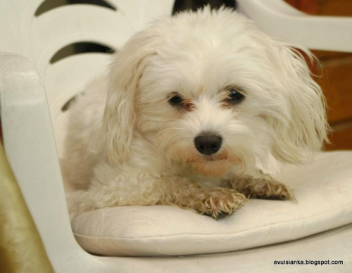 Moja Coco #maltańczyk #pies #pupile