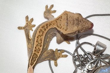 #CorrelophusCiliatus #CrestedGecko #GekonOrzęsiony #hatchling #Kronengecko #młody #RhacodactylusCiliatus #young