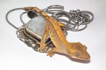 #CorrelophusCiliatus #CrestedGecko #GekonOrzęsiony #hatchling #Kronengecko #młody #RhacodactylusCiliatus #young