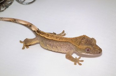 #CorrelophusCiliatus #CrestedGecko #GekonOrzęsiony #hatchling #Kronengecko #młody #RhacodactylusCiliatus #young