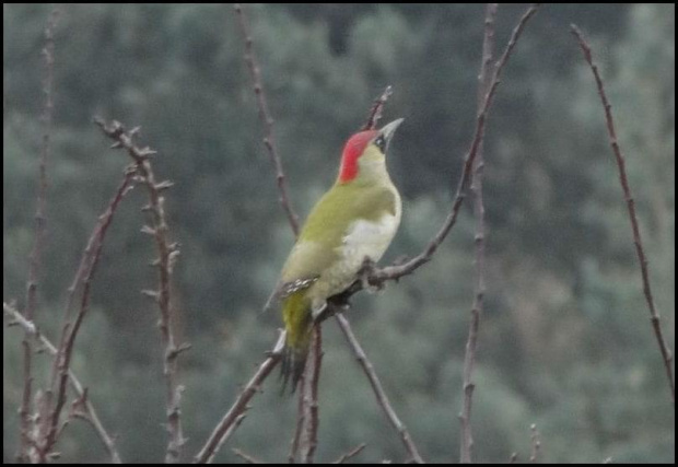 Dzięcioł zielony - Picus viridis . Data : 07.11.2012 . Miejscowość : Piaski Wielkopolskie . Z dedykacją dla Videll :)