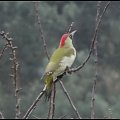 Dzięcioł zielony - Picus viridis . Data : 07.11.2012 . Miejscowość : Piaski Wielkopolskie . Z dedykacją dla Videll :)