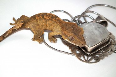 #CorrelophusCiliatus #CrestedGecko #GekonOrzęsiony #hatchling #Kronengecko #młody #RhacodactylusCiliatus #young