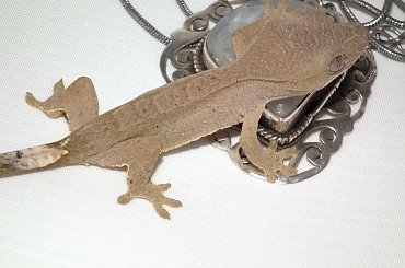 #CorrelophusCiliatus #CrestedGecko #GekonOrzęsiony #hatchling #Kronengecko #młody #RhacodactylusCiliatus #young