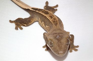 #CorrelophusCiliatus #CrestedGecko #GekonOrzęsiony #hatchling #Kronengecko #młody #RhacodactylusCiliatus #young