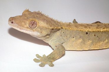 #CorrelophusCiliatus #CrestedGecko #GekonOrzęsiony #Kronengecko #RhacodactylusCiliatus