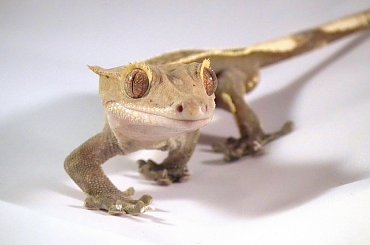 #CorrelophusCiliatus #CrestedGecko #GekonOrzęsiony #Kronengecko #RhacodactylusCiliatus