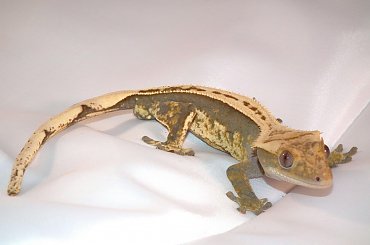 #CorrelophusCiliatus #CrestedGecko #GekonOrzęsiony #Kronengecko #RhacodactylusCiliatus