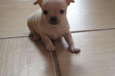 #chihuahua #pies #SzczenięDog #Solo