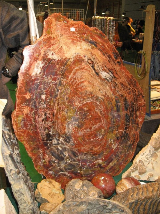 Płyta skamieniałego drewna