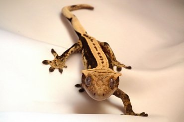 #CorrelophusCiliatus #CrestedGecko #GekonOrzęsiony #Kronengecko #RhacodactylusCiliatus
