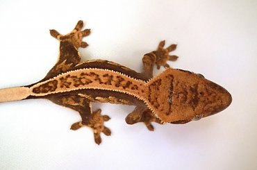 #CorrelophusCiliatus #CrestedGecko #GekonOrzęsiony #Kronengecko #RhacodactylusCiliatus